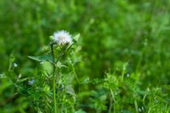 蒲公英能治甲状腺结节吗，夏枯草能治甲状腺结