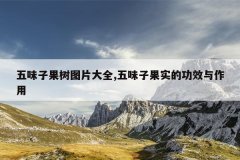 五味子果树图片大全,五味子果实的功效与作用