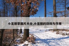 小龙胆草图片大全,小龙胆的功效与作用