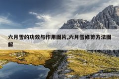 六月雪的功效与作用图片,六月雪修剪方法图解