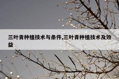 三叶青种植技术与条件,三叶青种植技术及效益