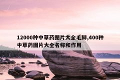 12000种中草药图片大全毛脚,400种中草药图片大全