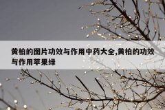 <b>黄柏的图片功效与作用中药大全,黄柏的功效与作用苹果绿</b>