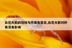 <b>白花大蓟的功效与作用及禁忌,白花大蓟对肝有没有影响</b>