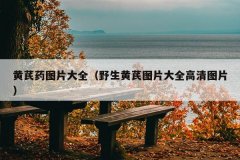 黄芪药图片大全（野生黄芪图片大全高清图片）