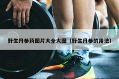 野生丹参药图片大全大图（野生丹参的用法）